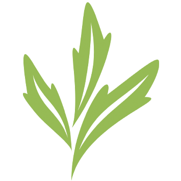 Mugwort